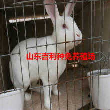 山东红日宠物养殖基地 让温顺的兔子成为您的家庭欢宠