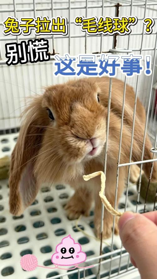 养宠莉莉 的想法: 兔子拉出'毛线球'?别慌,这是好事!"